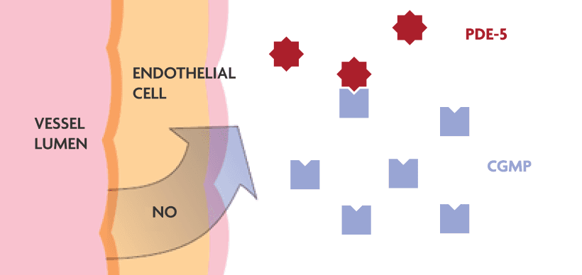 In healthy blood vessels, nitric oxide leads to vasodilation by increasing cGMP levels.